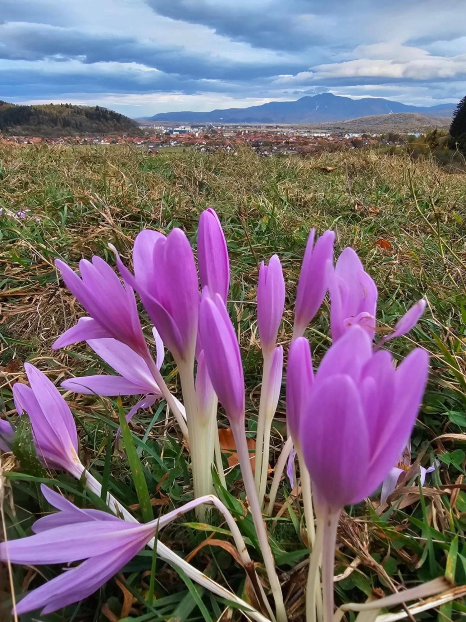 Pensiunea Kyfana Zărneşti Eksteriør bilde